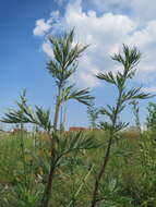 Image of common wormwood