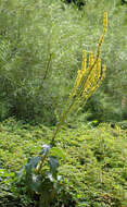 Verbascum nigrum L. resmi