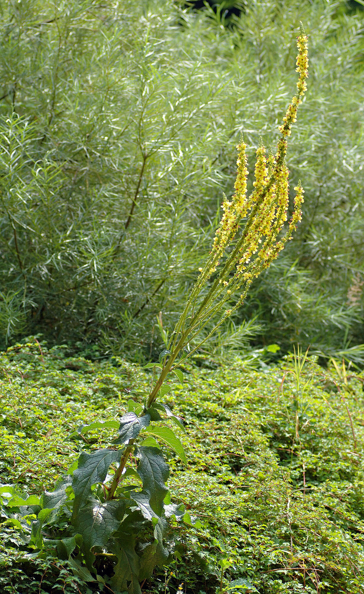 Verbascum nigrum L. resmi