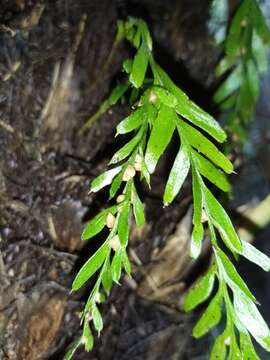 Image of Tmesipteris horomaka Perrie, Brownsey & Lovis