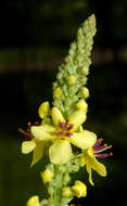 Verbascum nigrum L. resmi