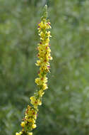 Verbascum nigrum L. resmi