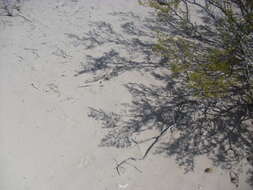 Image of Fringe-toed Sand Lizard