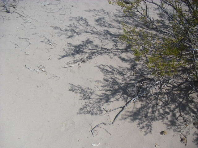 Image of Fringe-toed Sand Lizard