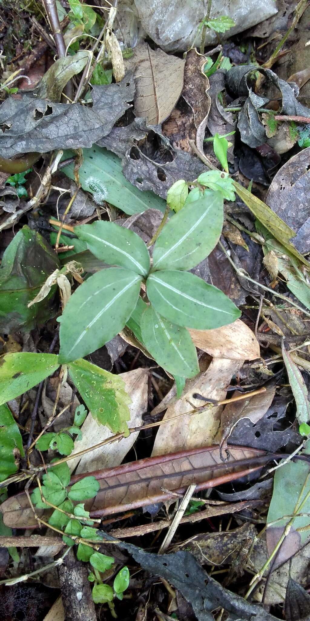 Odontochilus lanceolatus (Lindl.) Blume resmi