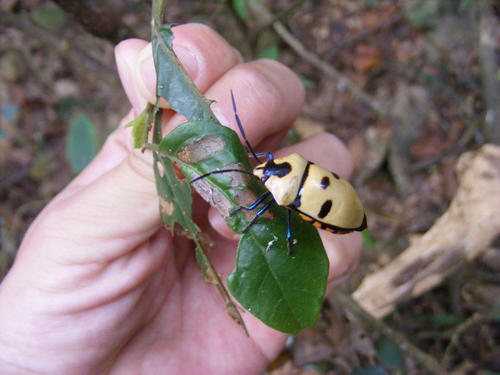 Image of <i>Eucorysses grandis</i>