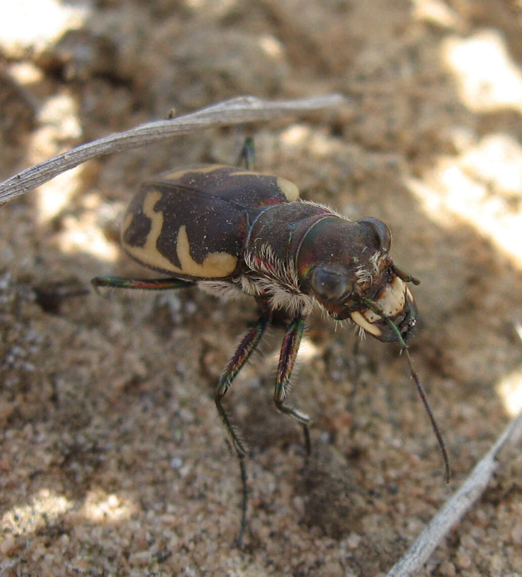 Image of Cicindela (Cicindela) formosa generosa Dejean 1831