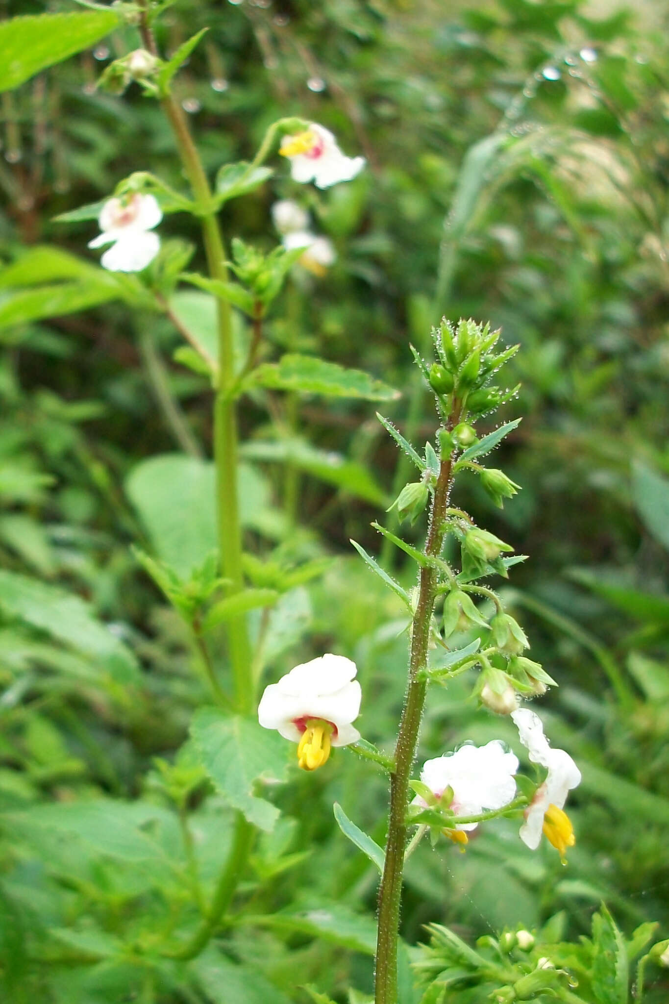 Image of Alonsoa meridionalis (L. fil.) Kuntze