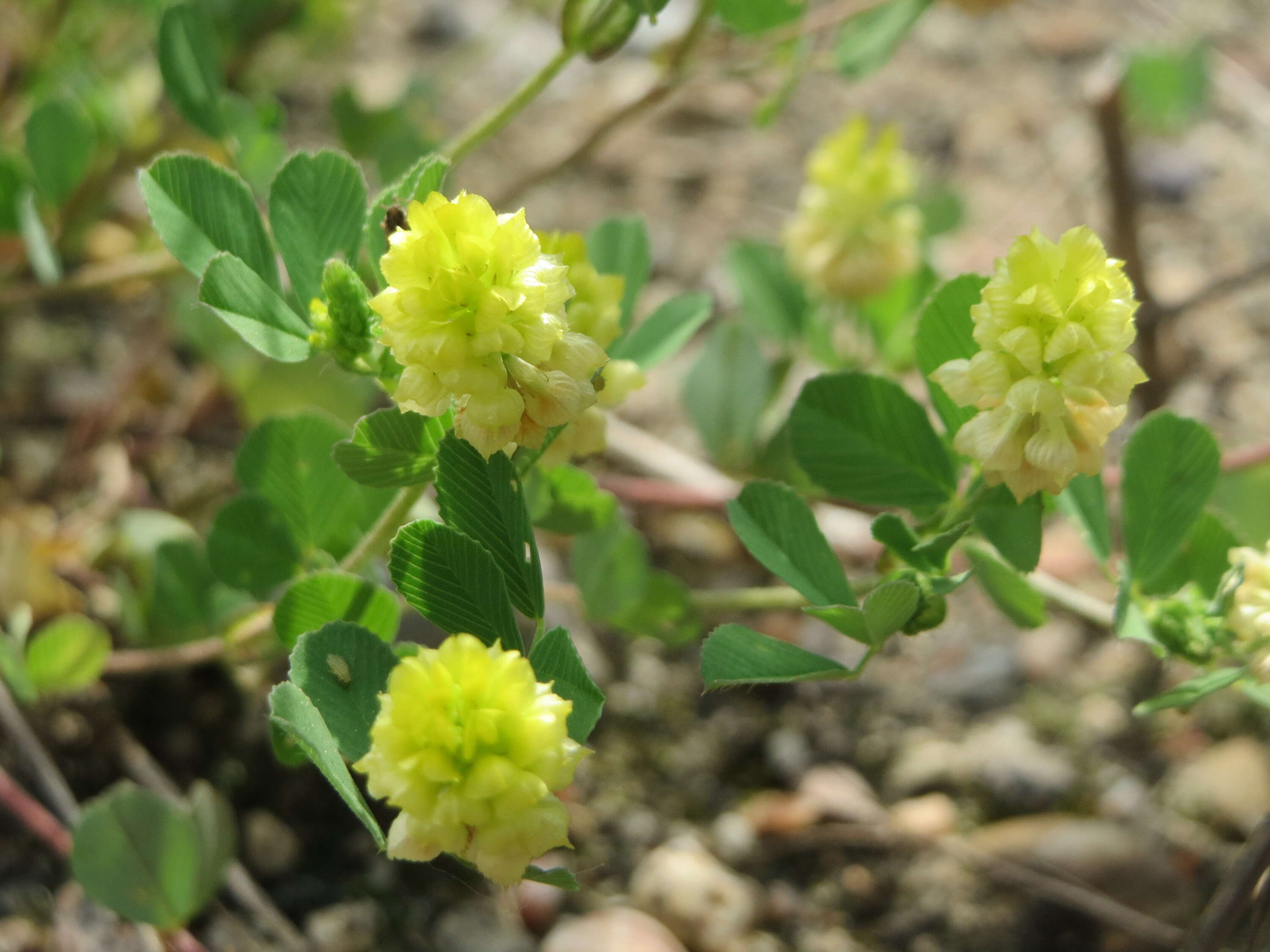 Image of field clover