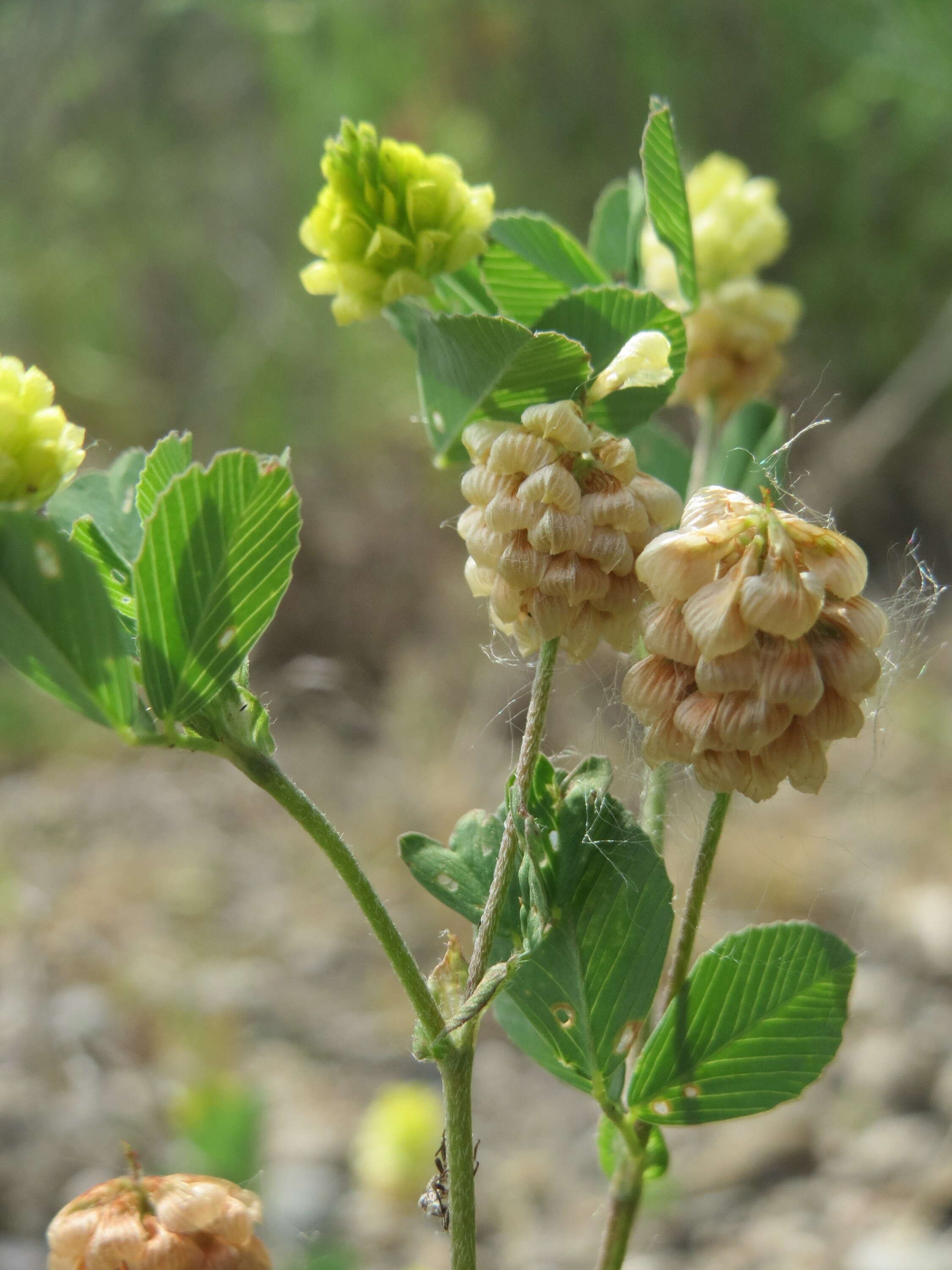 Image of field clover