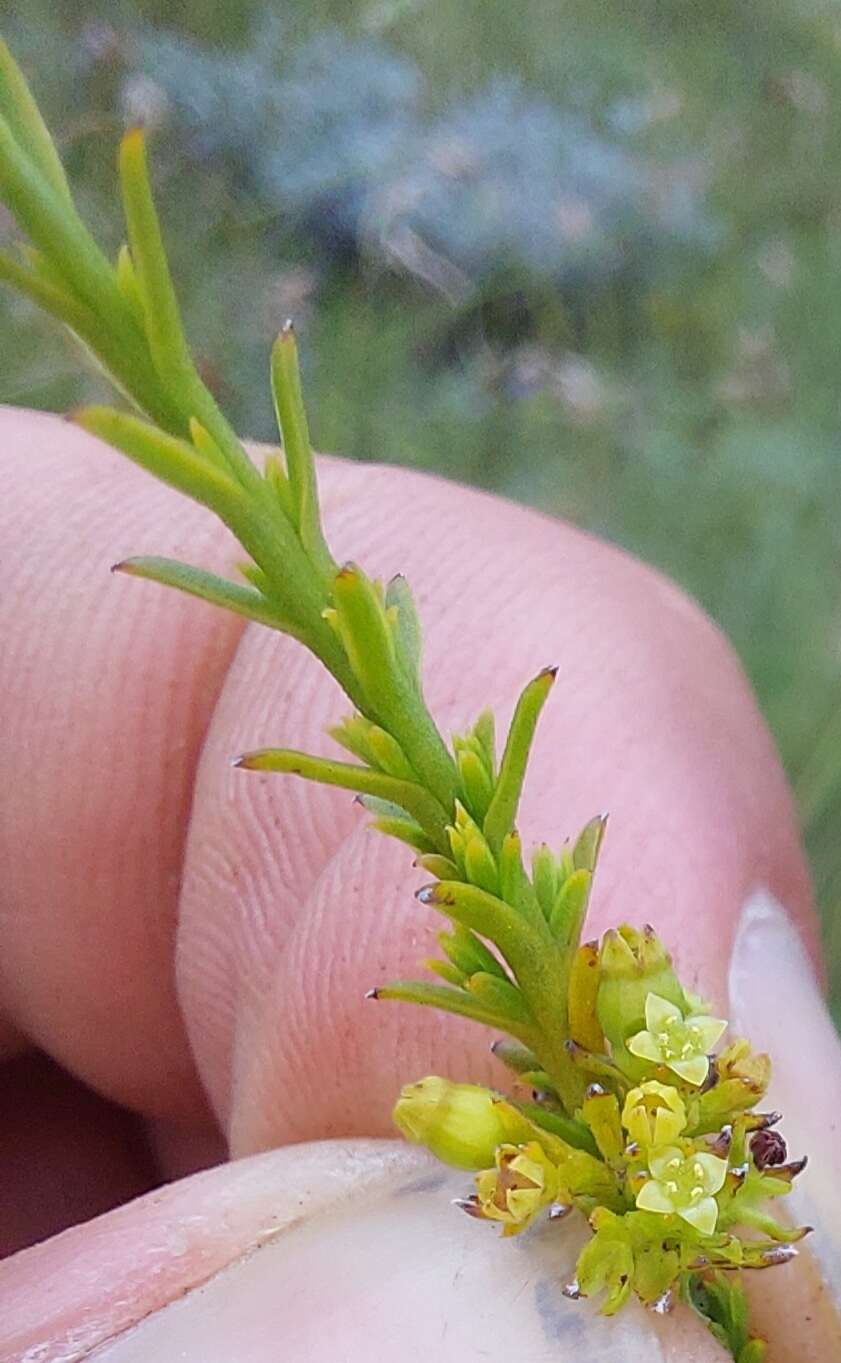 Imagem de Thesium cupressoides A. W. Hill