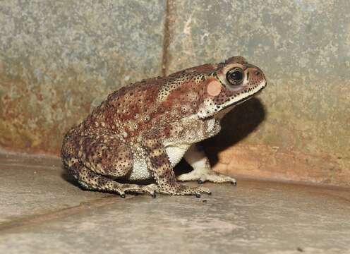 Image of Asian black-spined toad