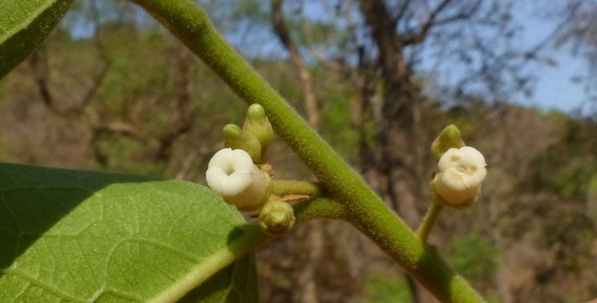 Image de Diospyros melanoxylon Roxb.