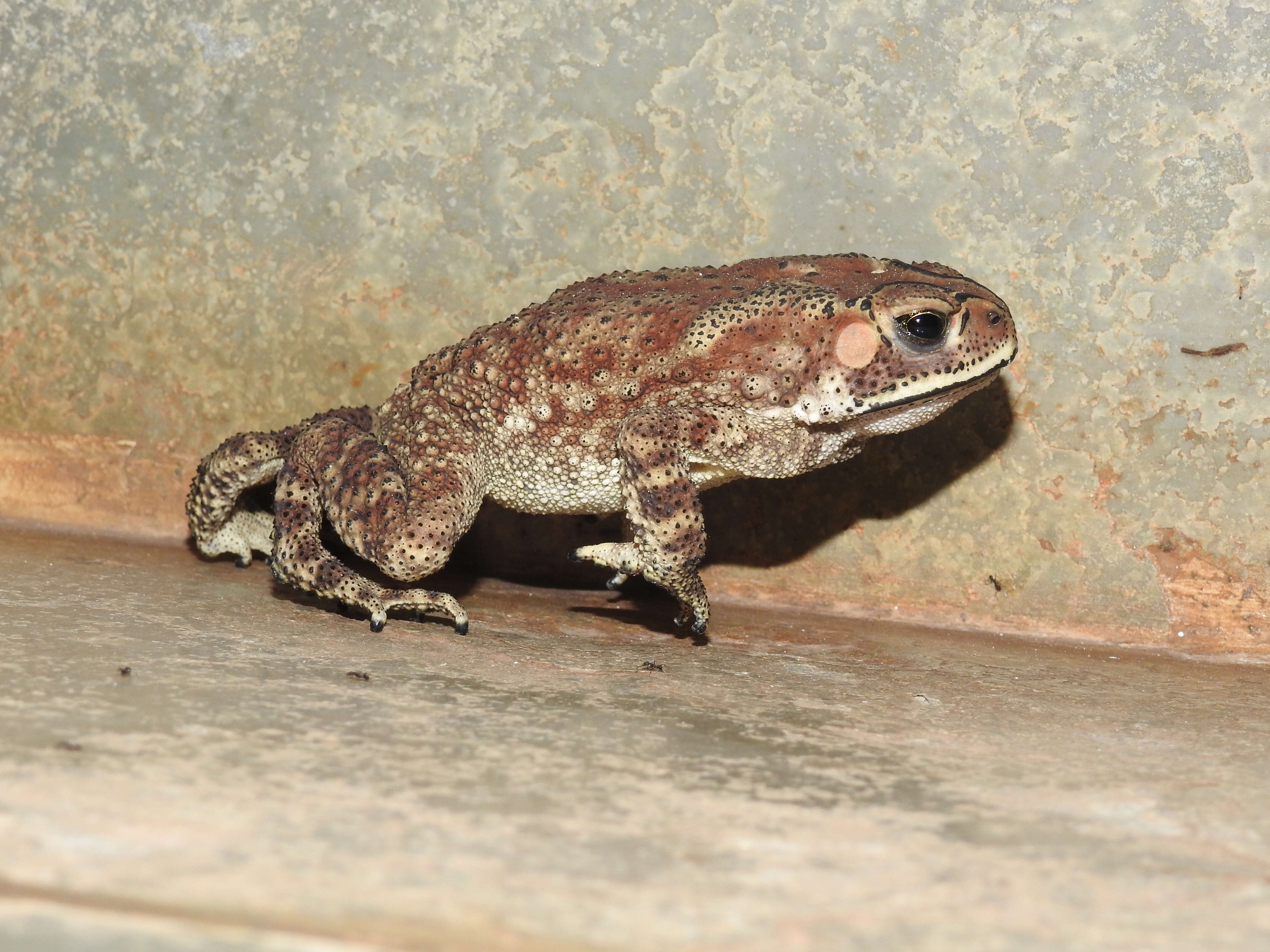 Image of Asian black-spined toad