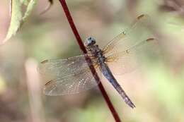 Image of Keeled Skimmer