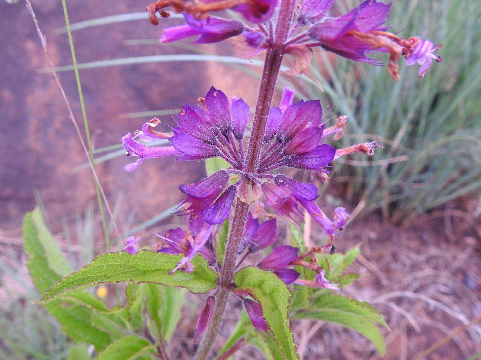 Ocimum serratum (Schltr.) A. J. Paton的圖片