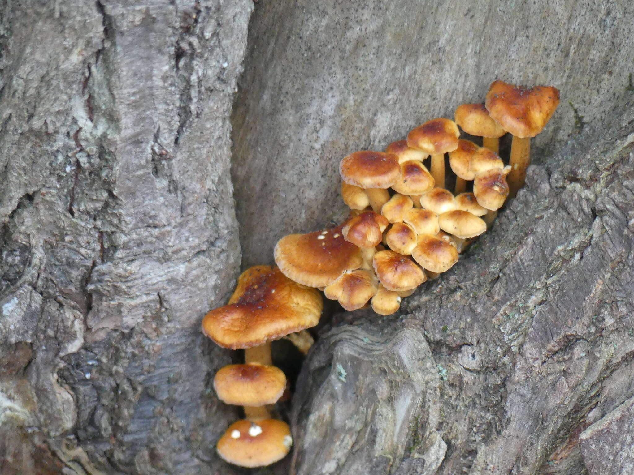 Image of Flammulina P. Karst.