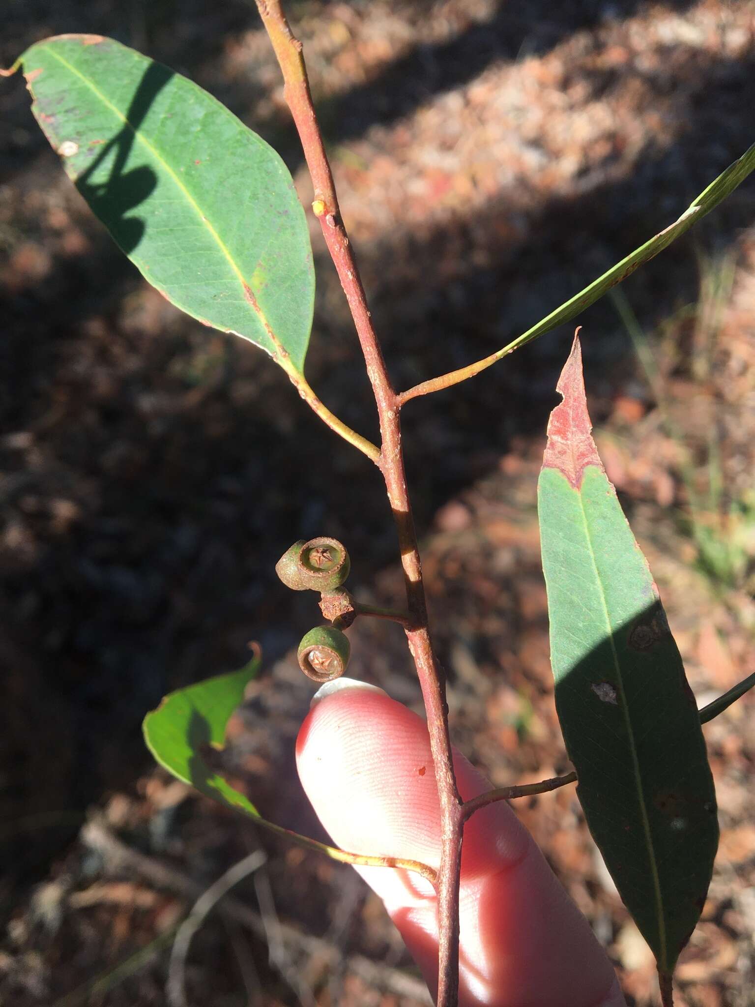 Imagem de Eucalyptus acmenoides Schauer