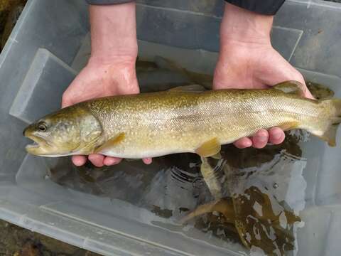 Image of Marbled trout