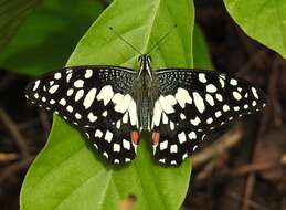 Plancia ëd Papilio demoleus Linnaeus 1758