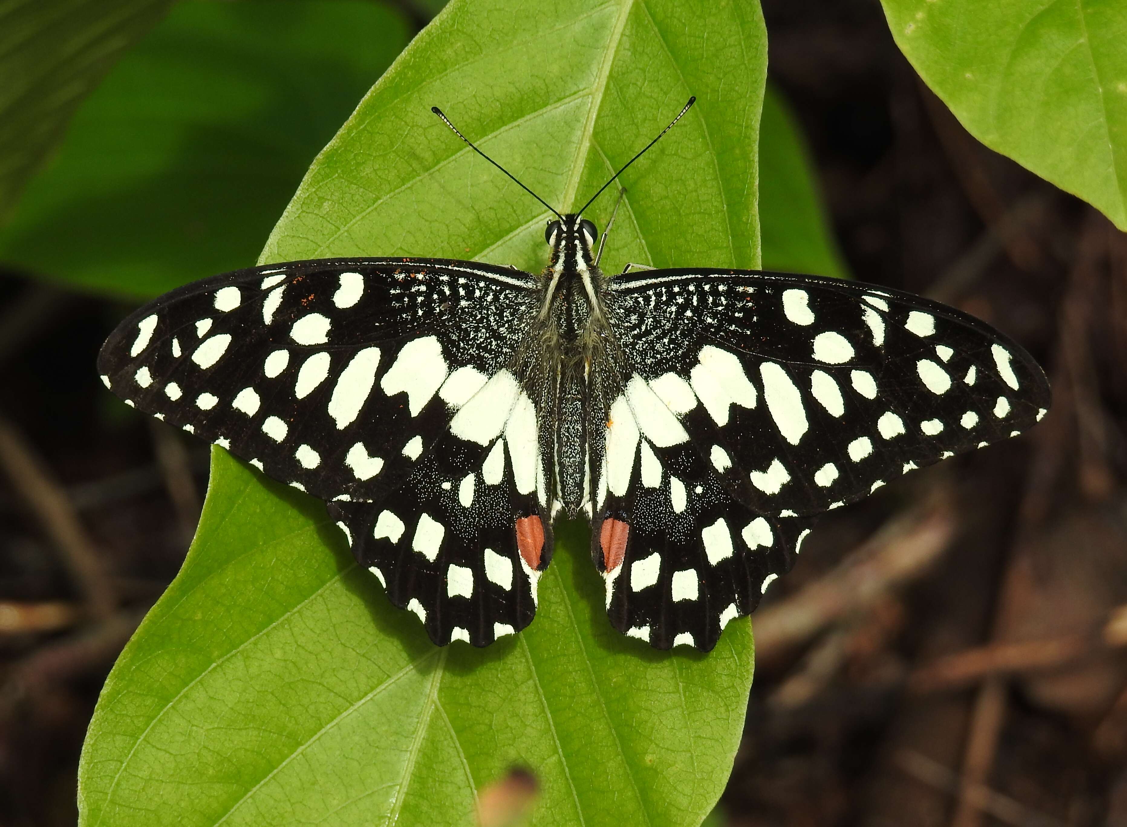 Plancia ëd Papilio demoleus Linnaeus 1758