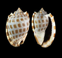 Image of Phalium decussatum (Linnaeus 1758)