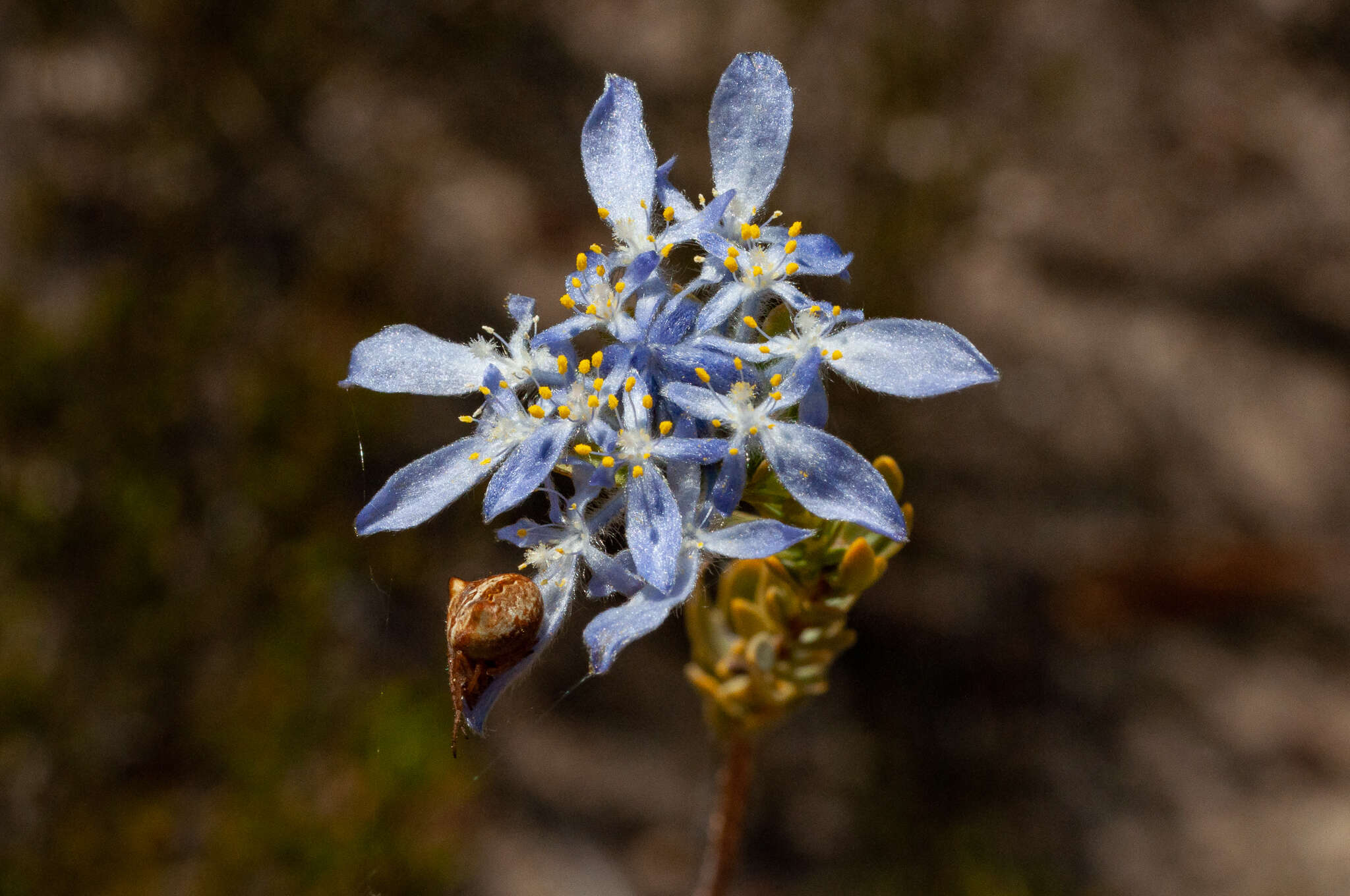 Image of Lachnaea filamentosa (Thunb.) Meissn.