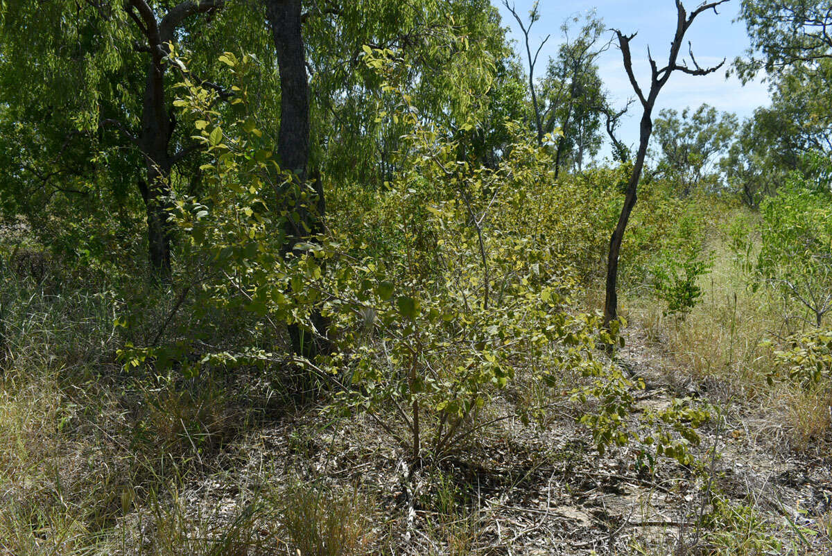 Image of Flueggea virosa subsp. melanthesoides (F. Muell.) G. L. Webster