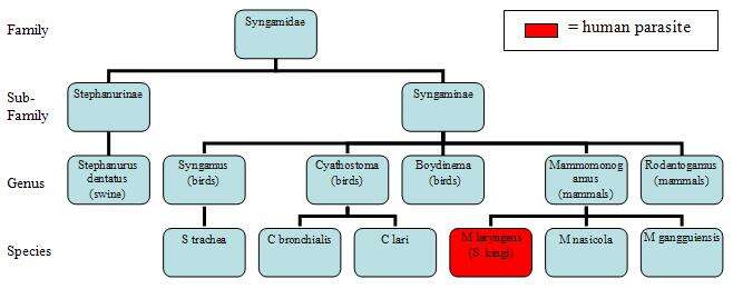 Imagem de Syngamidae