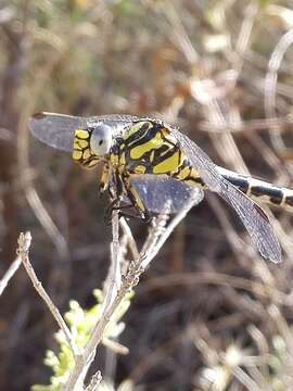 Imagem de Onychogomphus uncatus (Charpentier 1840)