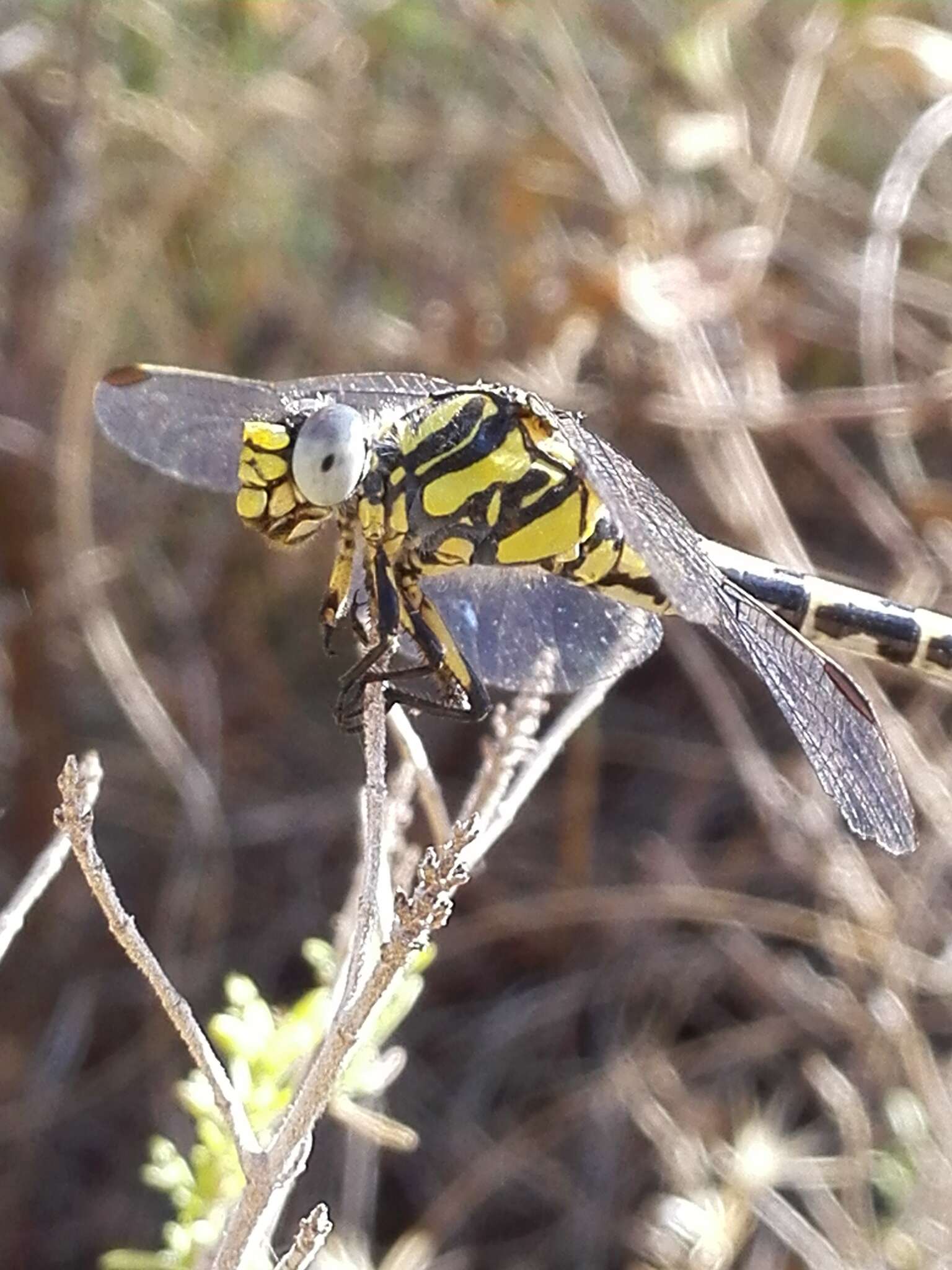 Image of blue-eyed hook-tailed dragonfly