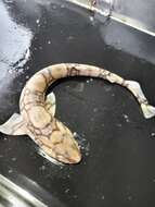 Image of Chain Catshark