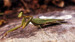 Image of African mantis