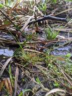 Image of Eriocaulon buergerianum Körn.