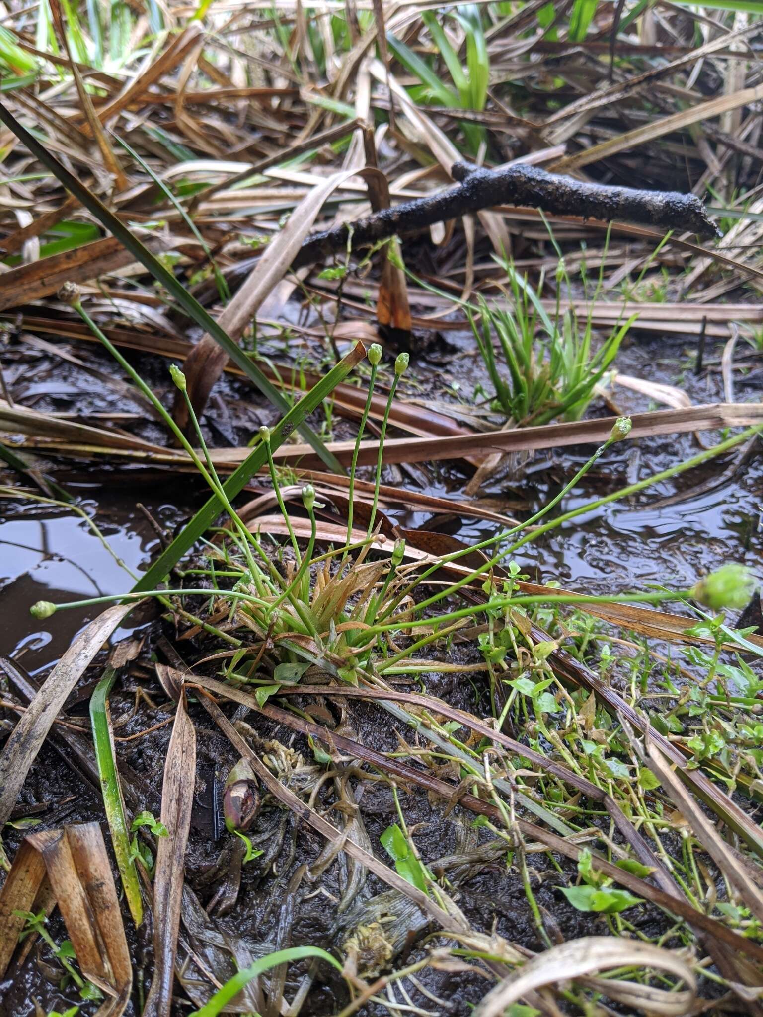 Sivun Eriocaulon buergerianum Körn. kuva