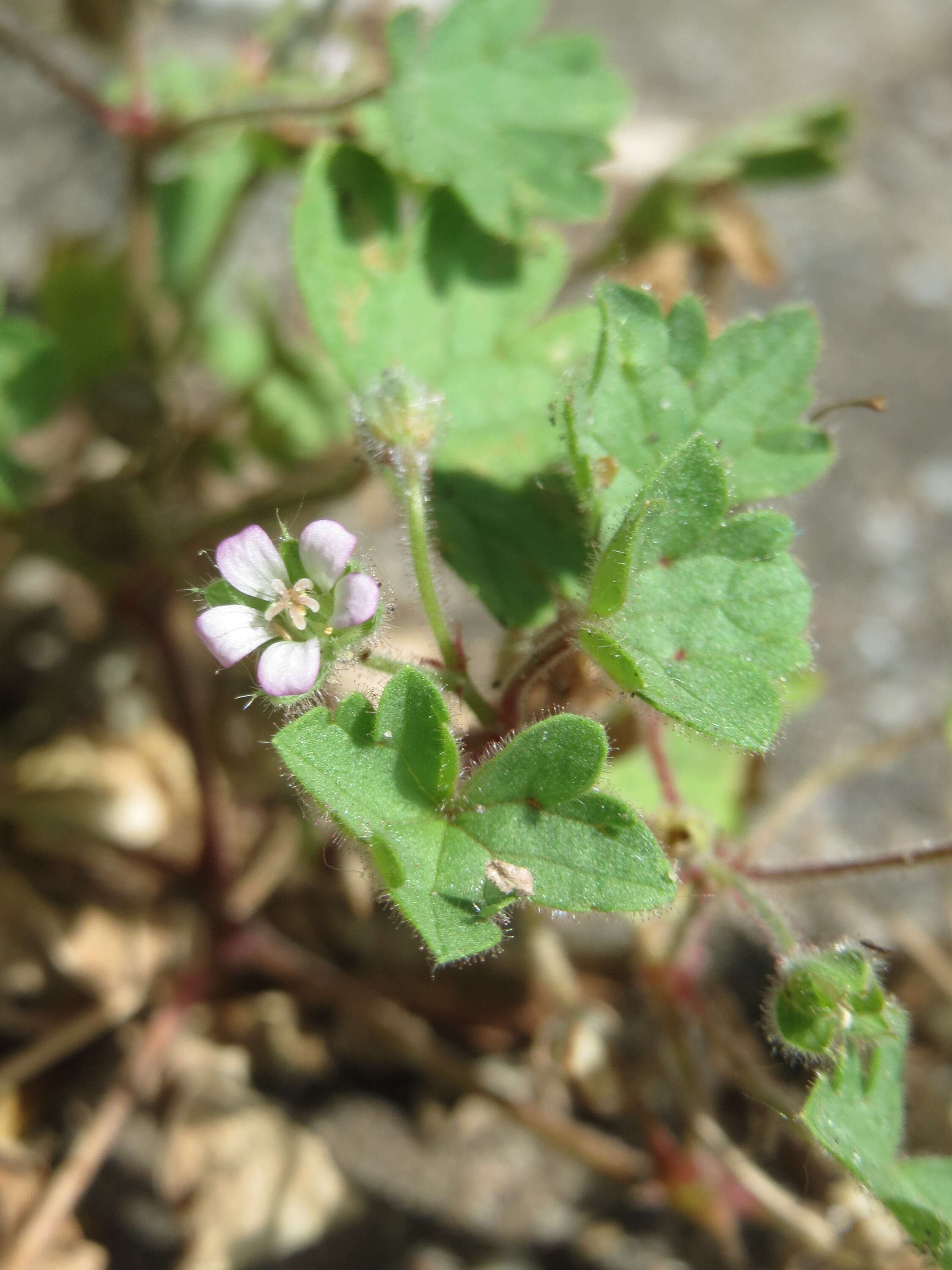 Imagem de Geranium pusillum L.