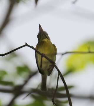 Image of Stripe-necked Tody-Tyrant