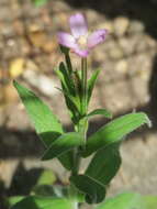 Image of american willowherb