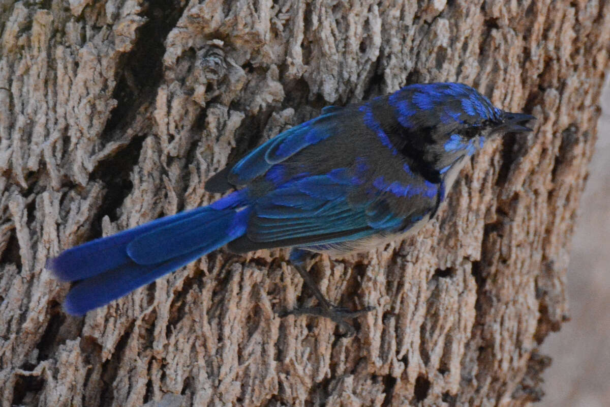 Image of Splendid Fairywren