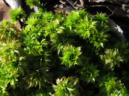 Image of Ontario rhodobryum moss