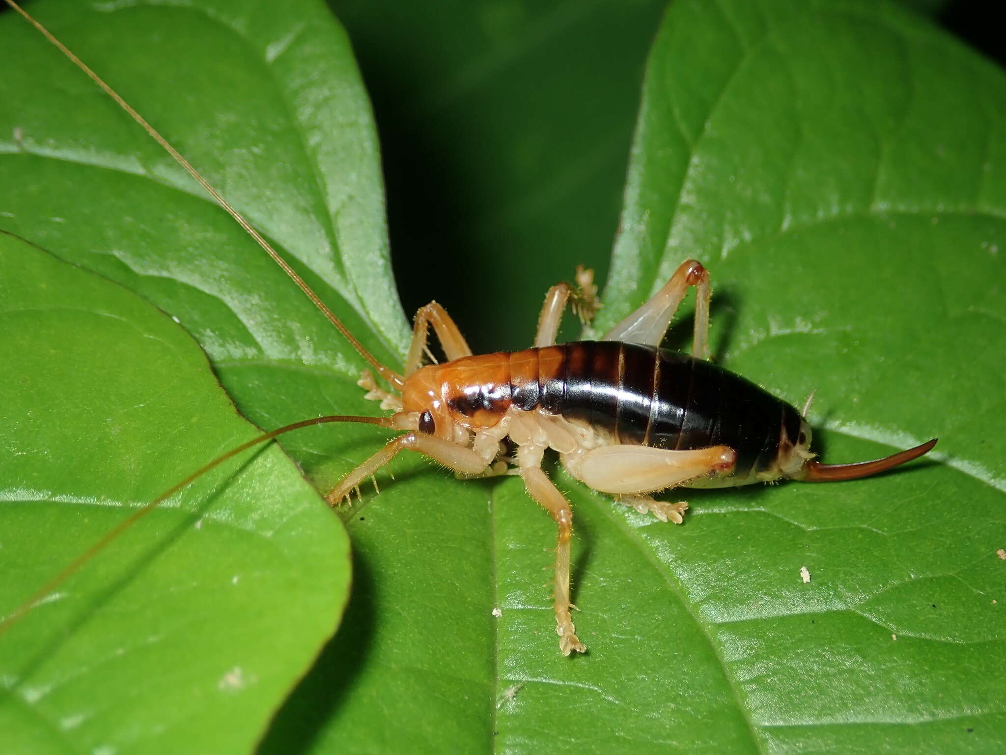 Image of Nippancistroger testaceus (Matsumura, S. & Shiraki 1908)