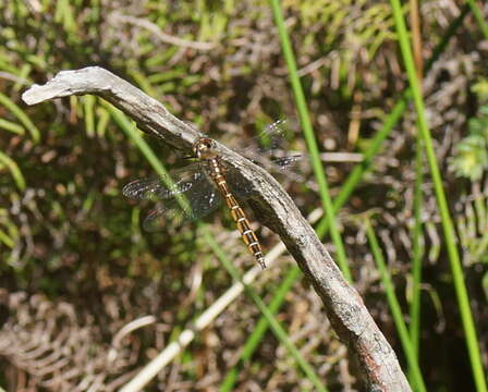 Image of Eastern Swamp Emerald