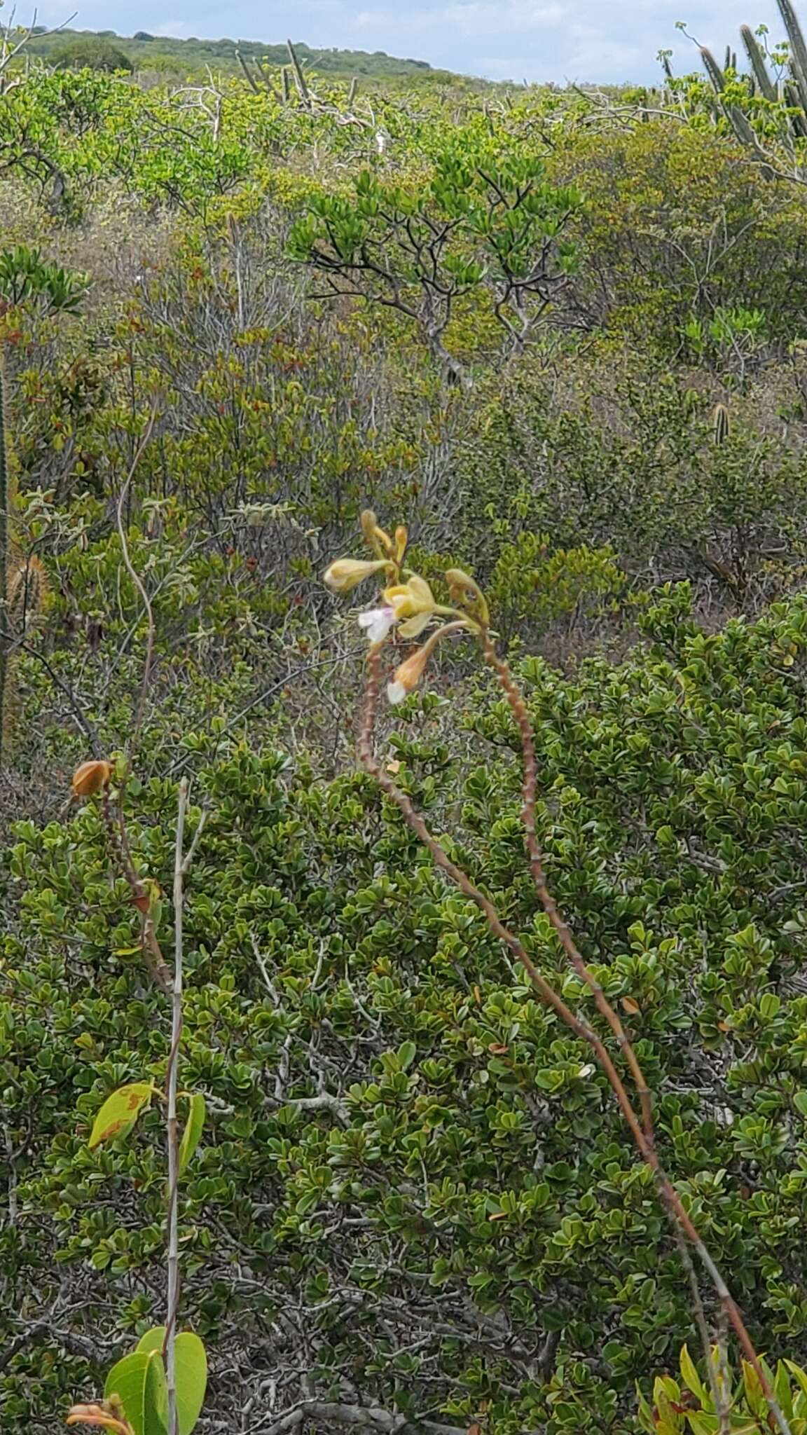 Image of royal peacock orchid