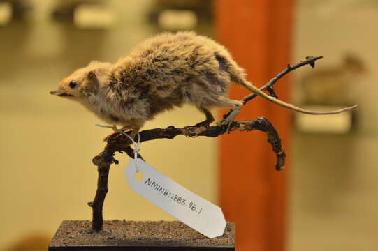 Image of Parantechinus Tate 1947