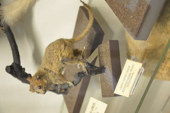 Image of Gray Mouse Lemur