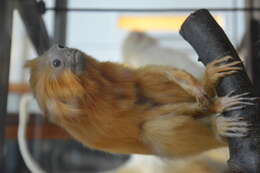 Image of Golden Lion Tamarin