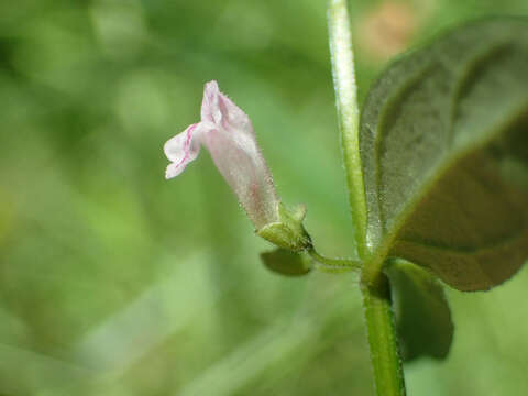 Image of lesser skullcap