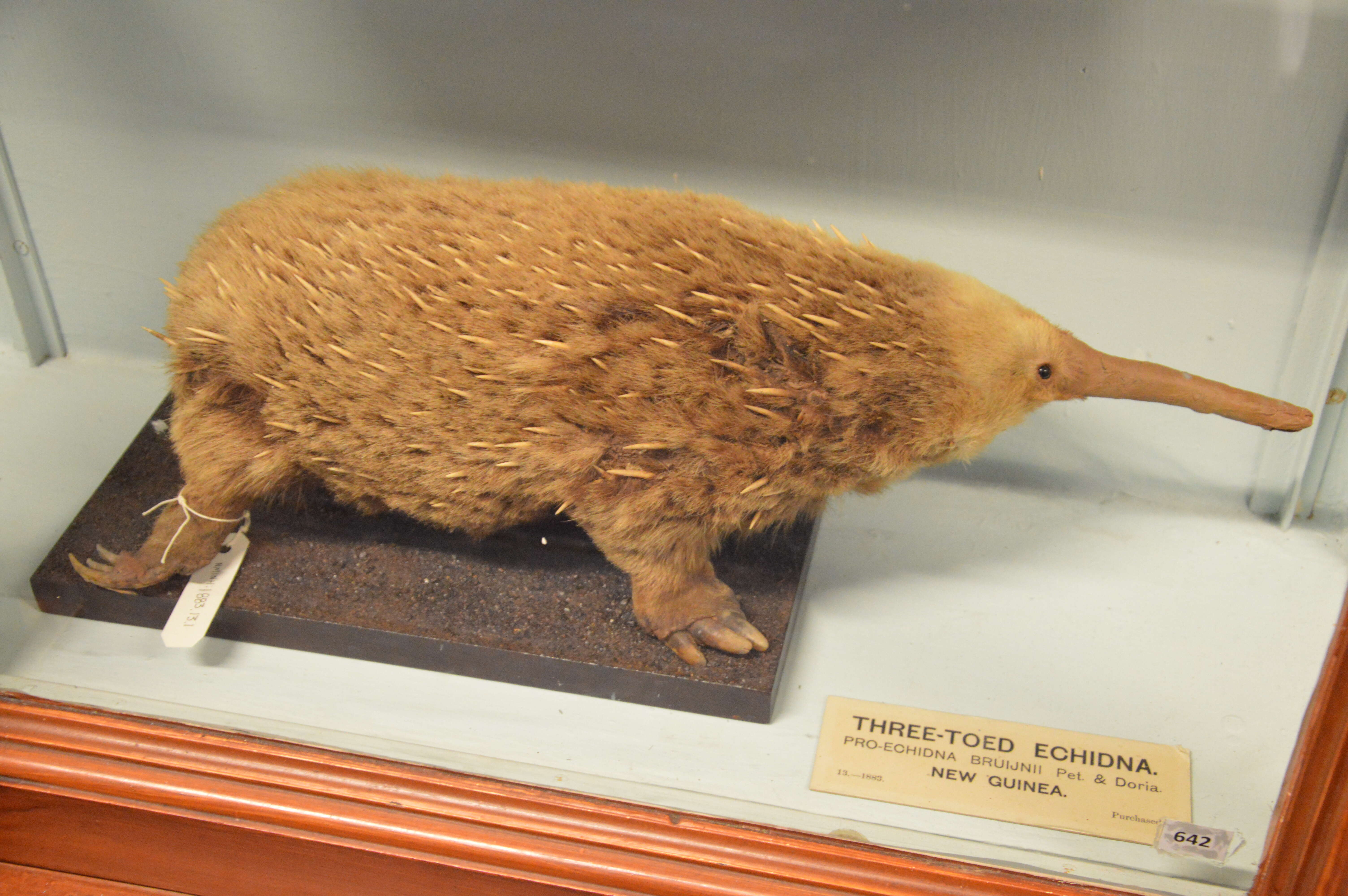 Image of Long-nosed Echidna