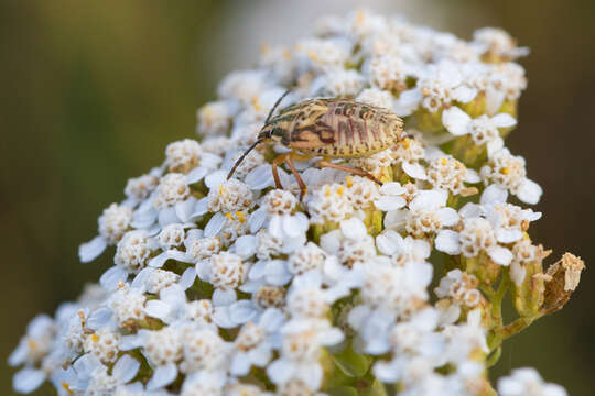 Imagem de Carpocoris