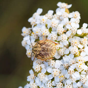 Image of Carpocoris